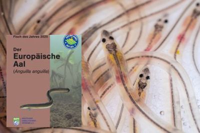 Der Europäische Aal - Broschüre zum Fisch des Jahres 2025